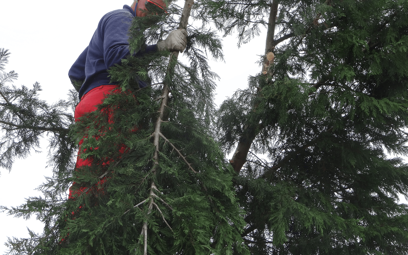 ARG Tree Surgery Work