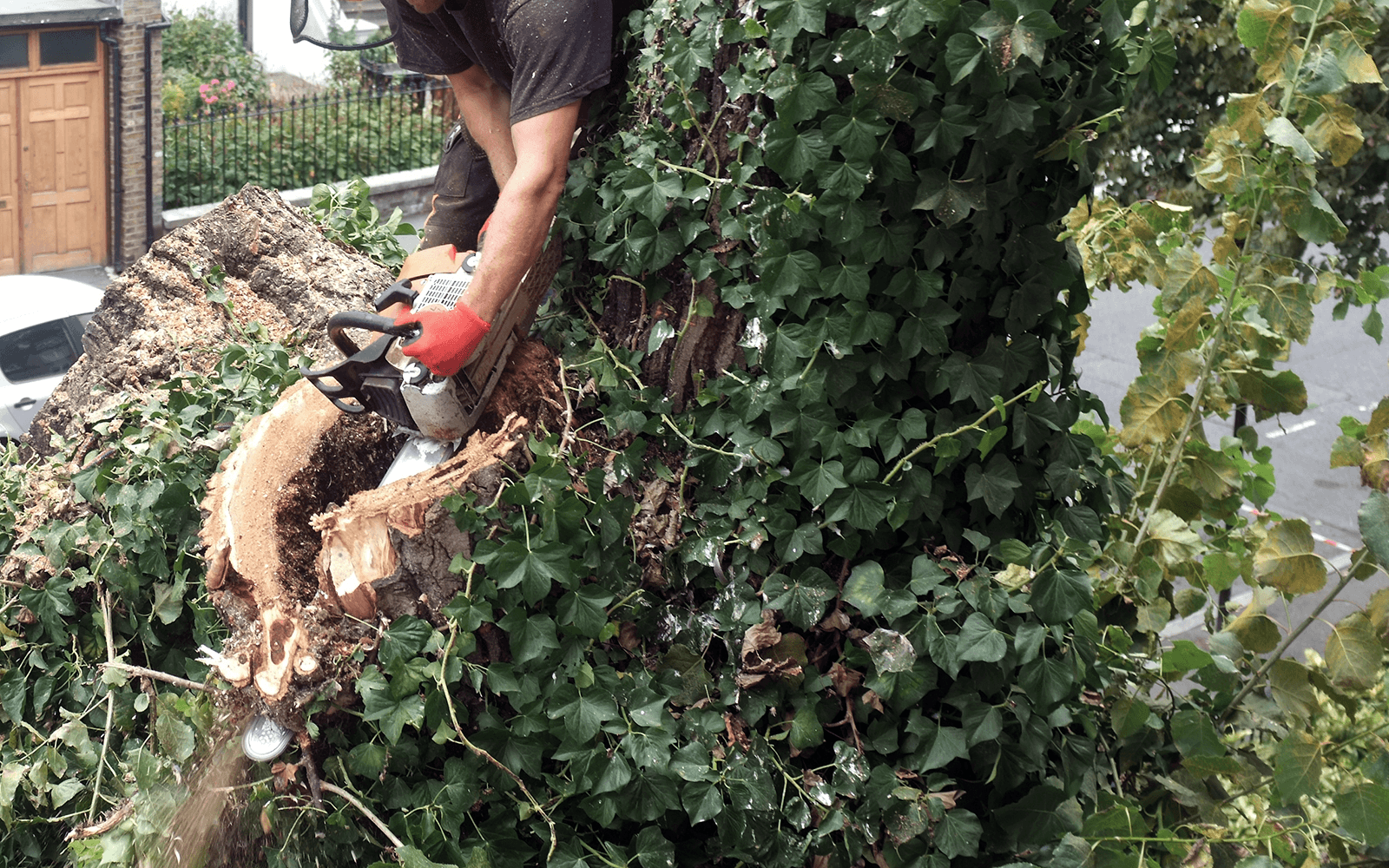 ARG Tree Surgery Work