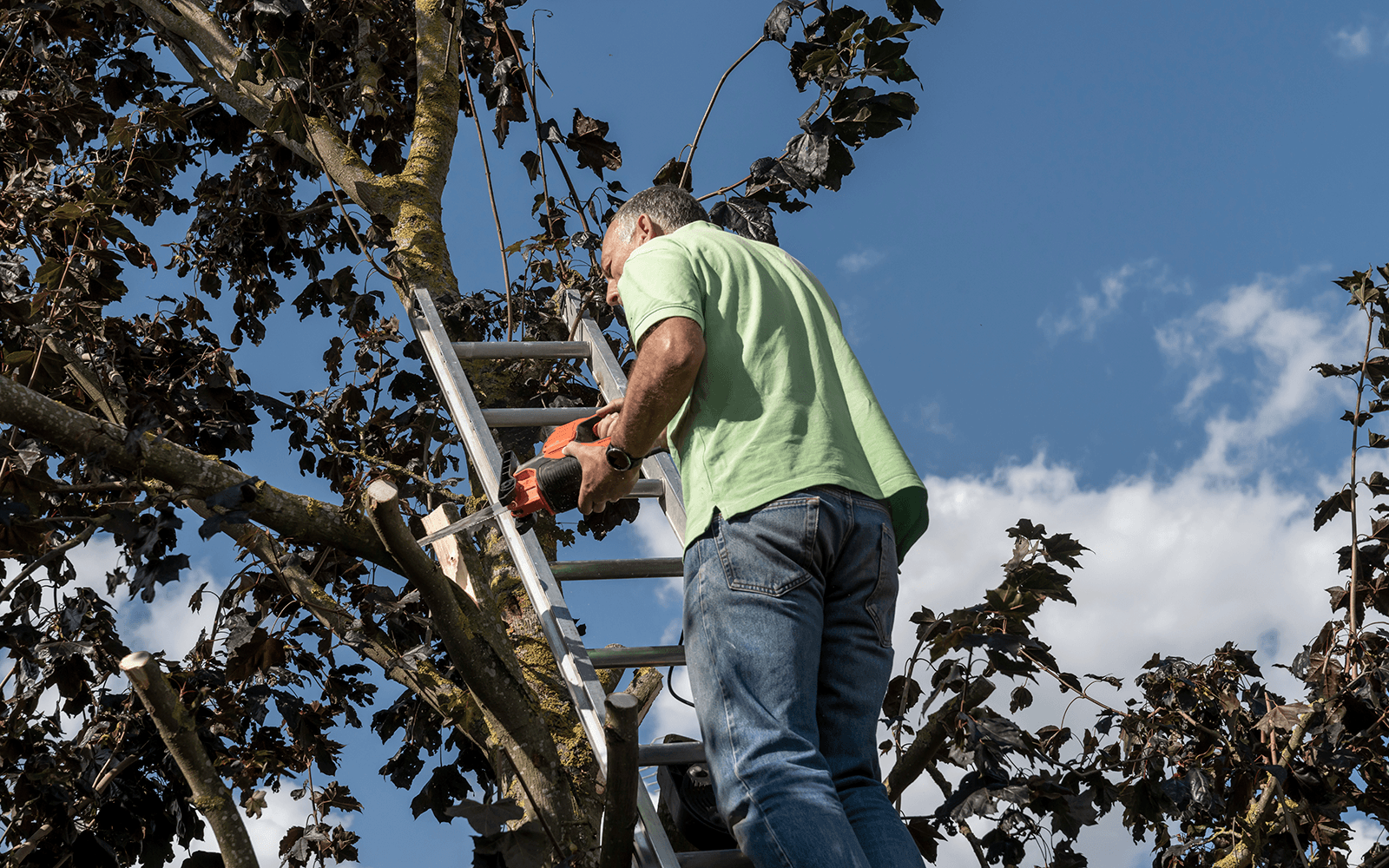 ARG Tree Surgery Work