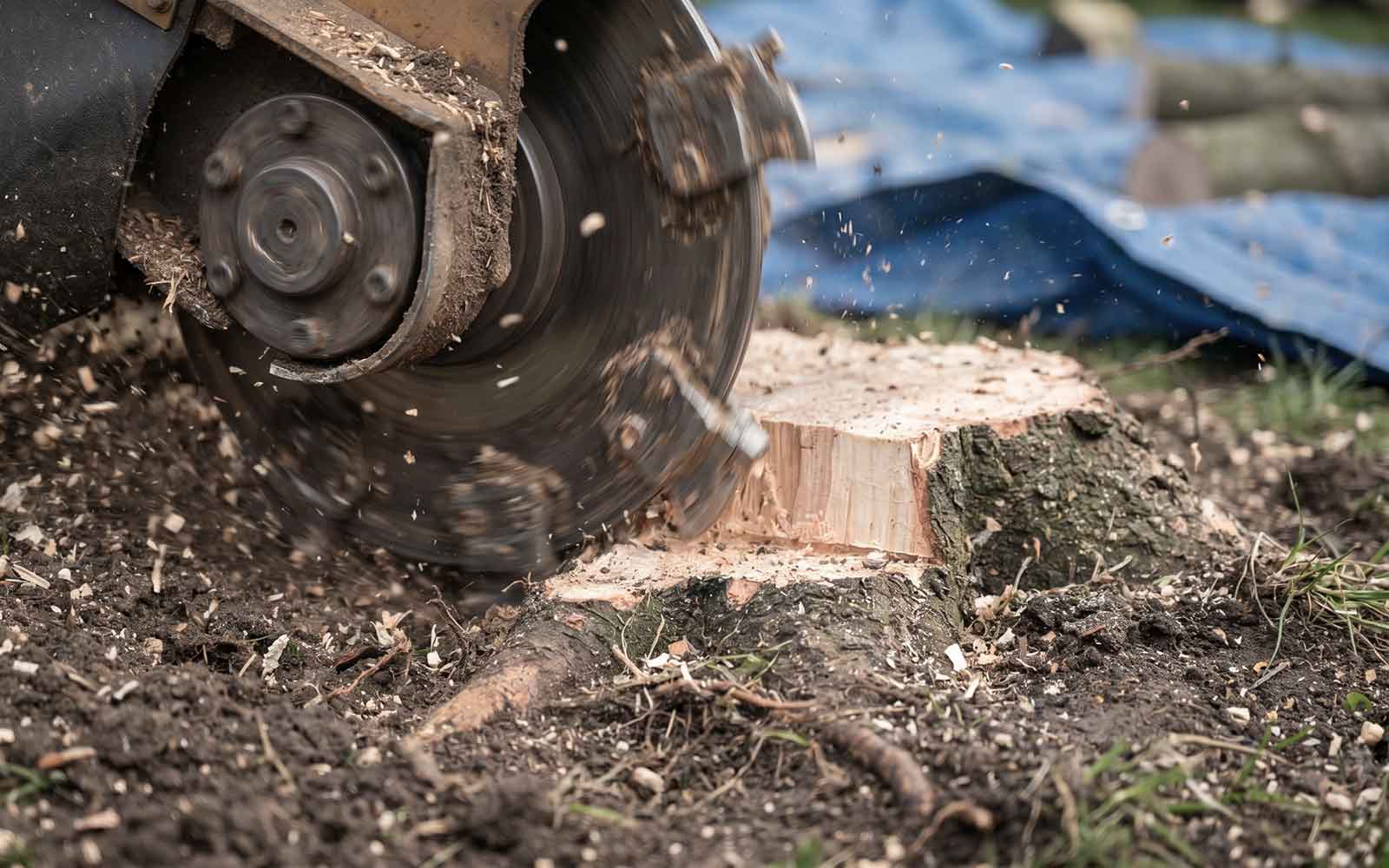 ARG Tree Surgery Work