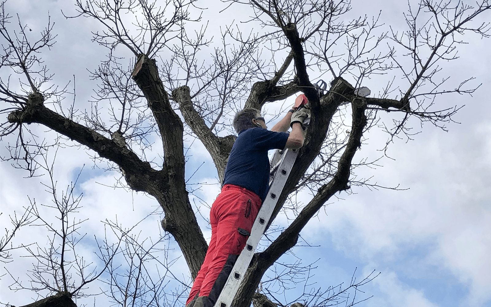 ARG Tree Surgery Work