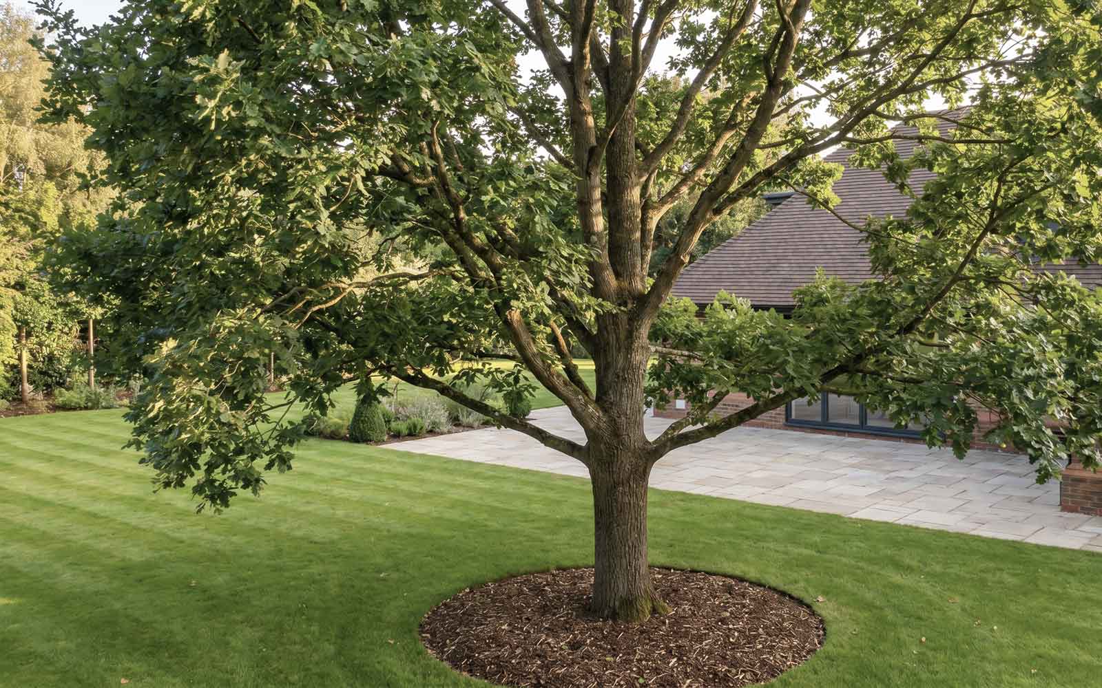 ARG Tree Surgery Work
